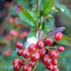 Viburnum parvifolium