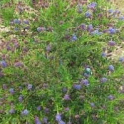 Ceanothus impressus 'Victoria'