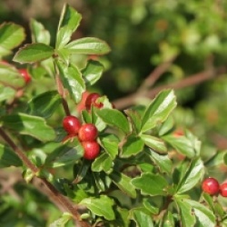 Viburnum parvifolium