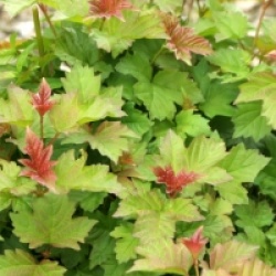 Viburnum opulus 'Nanum'