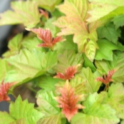 Viburnum opulus 'Nanum'