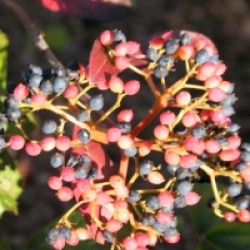 Viburnum wilsonii 