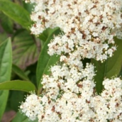 Viburnum wilsonii 