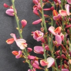 Cytisus 'Hollandia' - Gen�t Hollandia