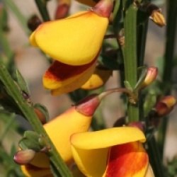 Cytisus scoparius f. andreanus - Gen�t hybride andreanus