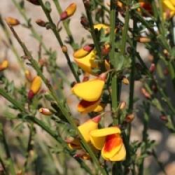 Cytisus scoparius f. andreanus