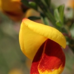 Cytisus scoparius f. andreanus