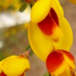 Cytisus scoparius f. andreanus