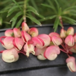 Grevillea Jenkinsii