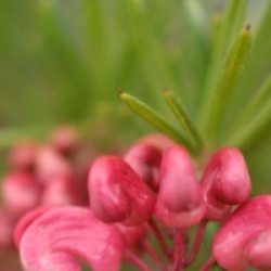 Grevillea rosmanifolia 'Jenkinsii'