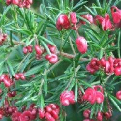 Grevillea rosmanifolia 'Jenkinsii'