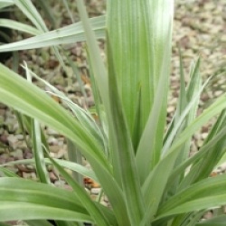 Astelia 'Silver Shadow' � - Astelia Silver Shadow