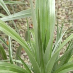 Astelia 'Silver Shadow' �