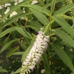 Hebe salicifolia