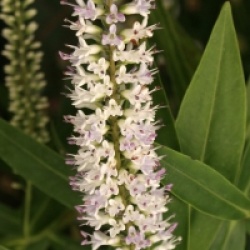 Hebe salicifolia