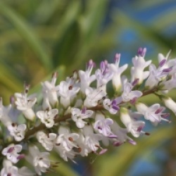 Hebe salicifolia