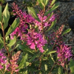 V�ronique Wiri Charm