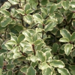 Pittosporum tenuifolium 'Victoria'