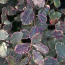 Pittosporum tenuifolium 'Victoria'
