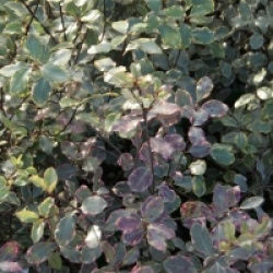Pittosporum tenuifolium 'Victoria'