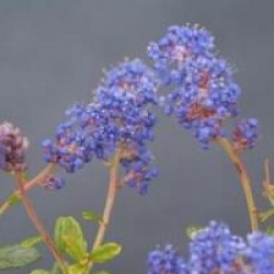 Ceanothus 'Italian Skies'