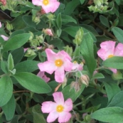 Cistus parviflorus 