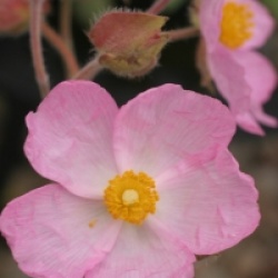 Cistus parviflorus 