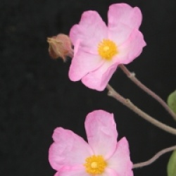 Cistus parviflorus 