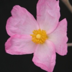 Cistus parviflorus 