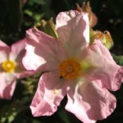 Cistus parviflorus 