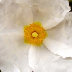 Cistus monspeliensis