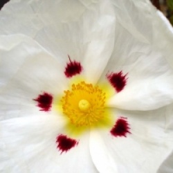 Cistus x dansereaui 