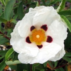 Cistus ladanifer - Ciste � gomme
