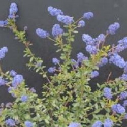 Ceanothus 'Italian Skies'