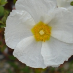 Cistus x florentinus 