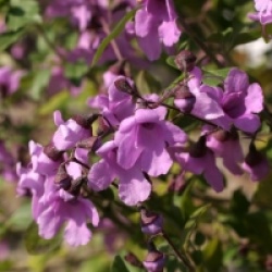 Prostanthera rotundifolia - Menthe en arbre