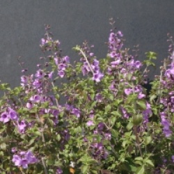 Prostanthera rotundifolia