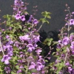 Prostanthera rotundifolia