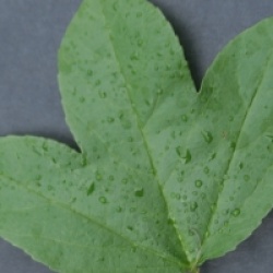 Passiflora 'Coral Seas'