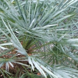 Chamaerops humilis var. cerifera - Palmier nain bleu du Maroc