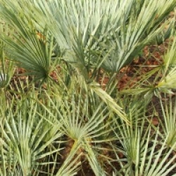 Chamaerops humilis var. cerifera
