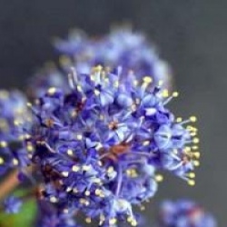 Ceanothus 'Julia Phelps' - C�anothe Julia Phelps