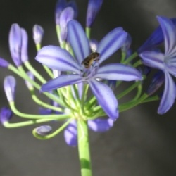 Agapanthus 'Northern Star' - Agapanthe Northern Star