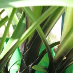 Agapanthus 'Northern Star'