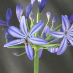 Agapanthus 'Northern Star'