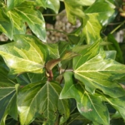 Aralia du Japon panach�e