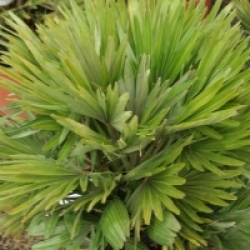 Chamaerops humilis var. vulcano