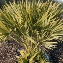 Chamaerops humilis var. vulcano