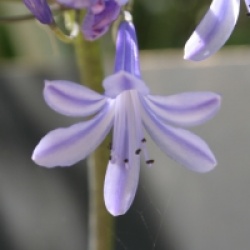 Agapanthe Dr Brouwer