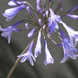 Agapanthus 'Dr Brouwer'
